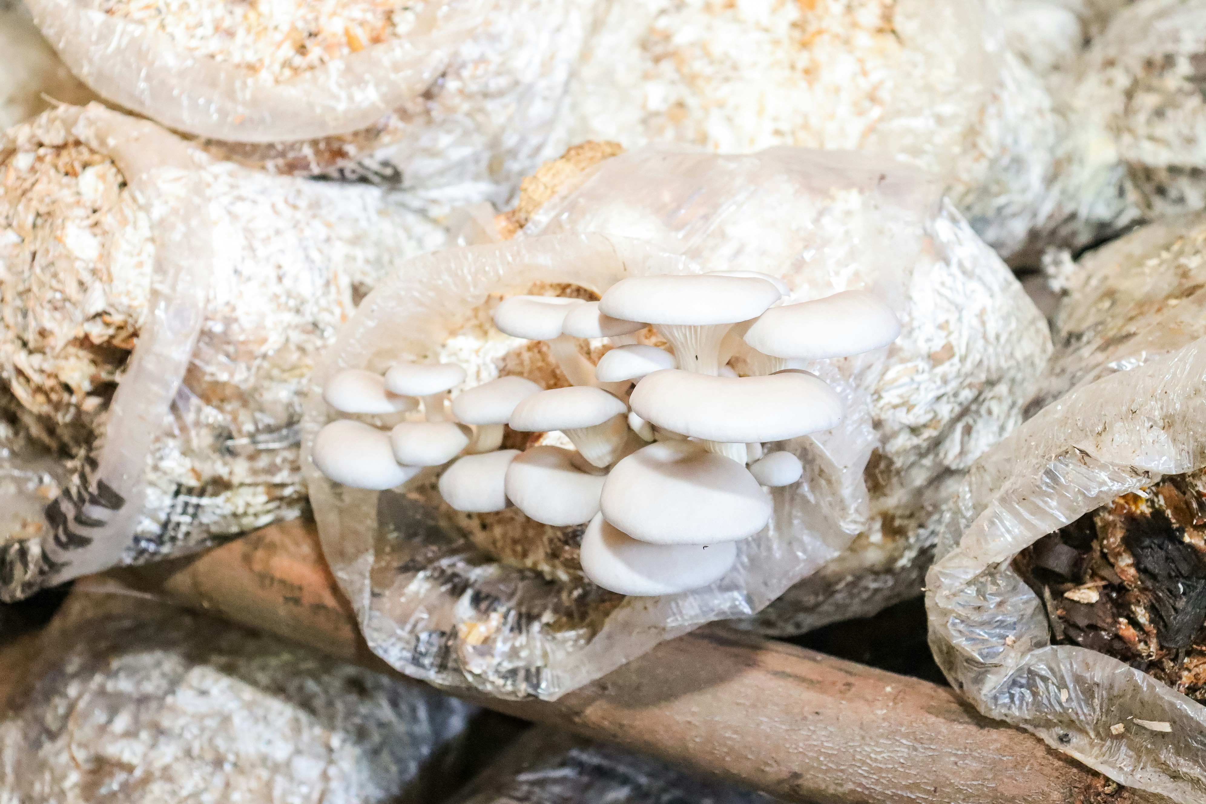 Oyster Mushroom