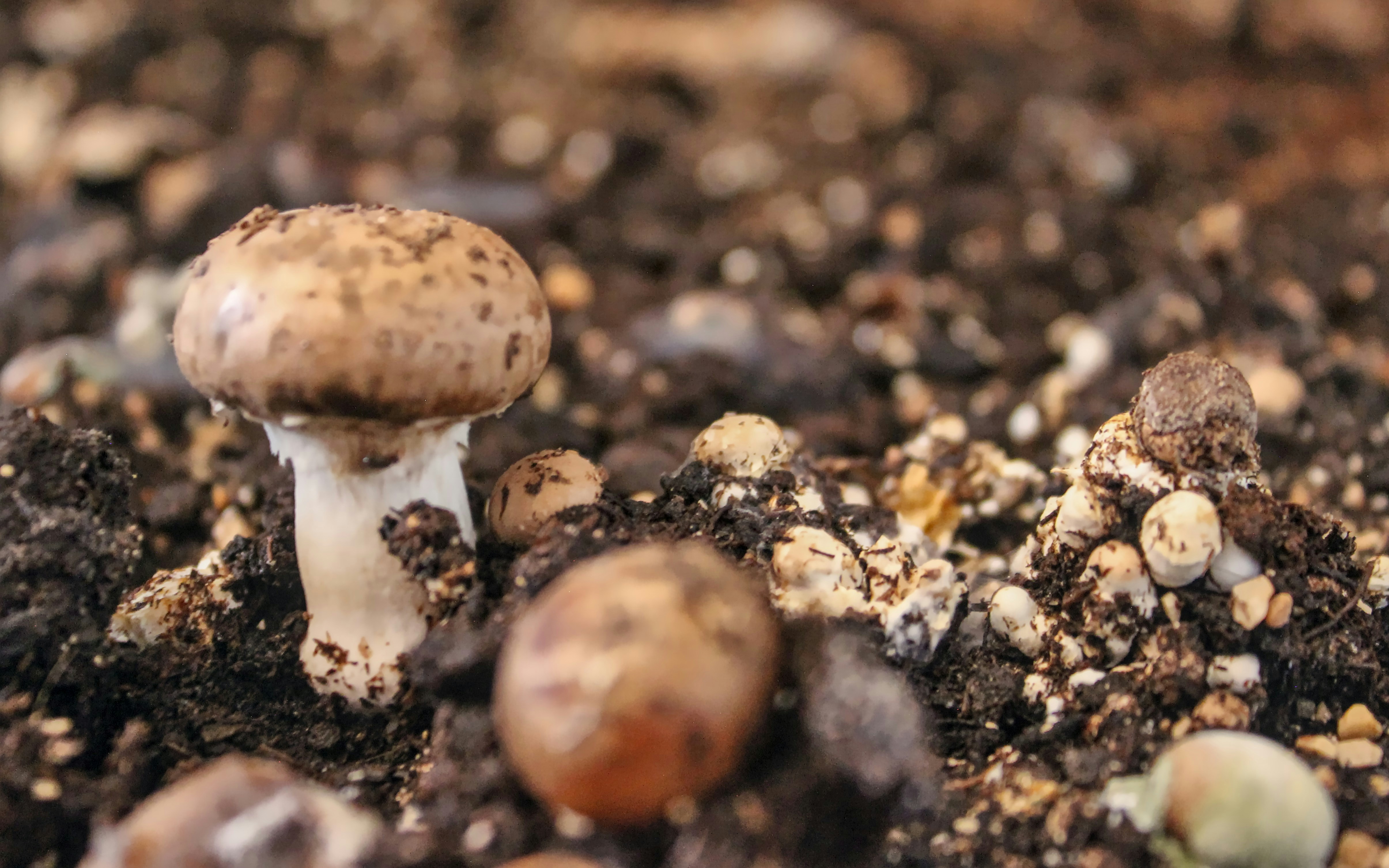 Growing Mushrooms